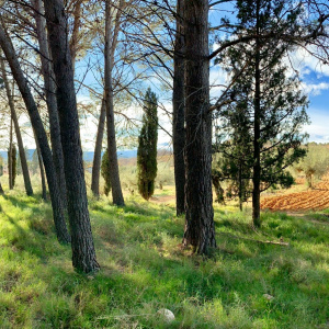 The Enlightened forest