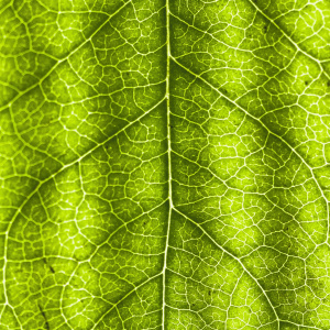 Image: Annie Spratt, Unsplash