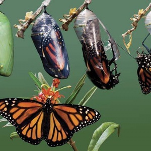 everything arises in dependence on conditions