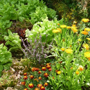 lettuce and herbs, thanks to Maya