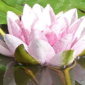 Job Opportunity developing Universal Education for Compassion and Wisdom