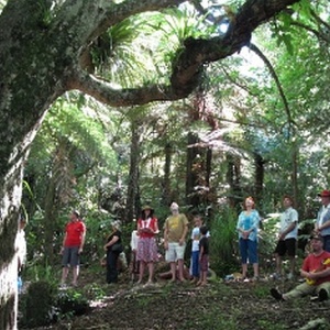 in the bush - with a Puriri tree...